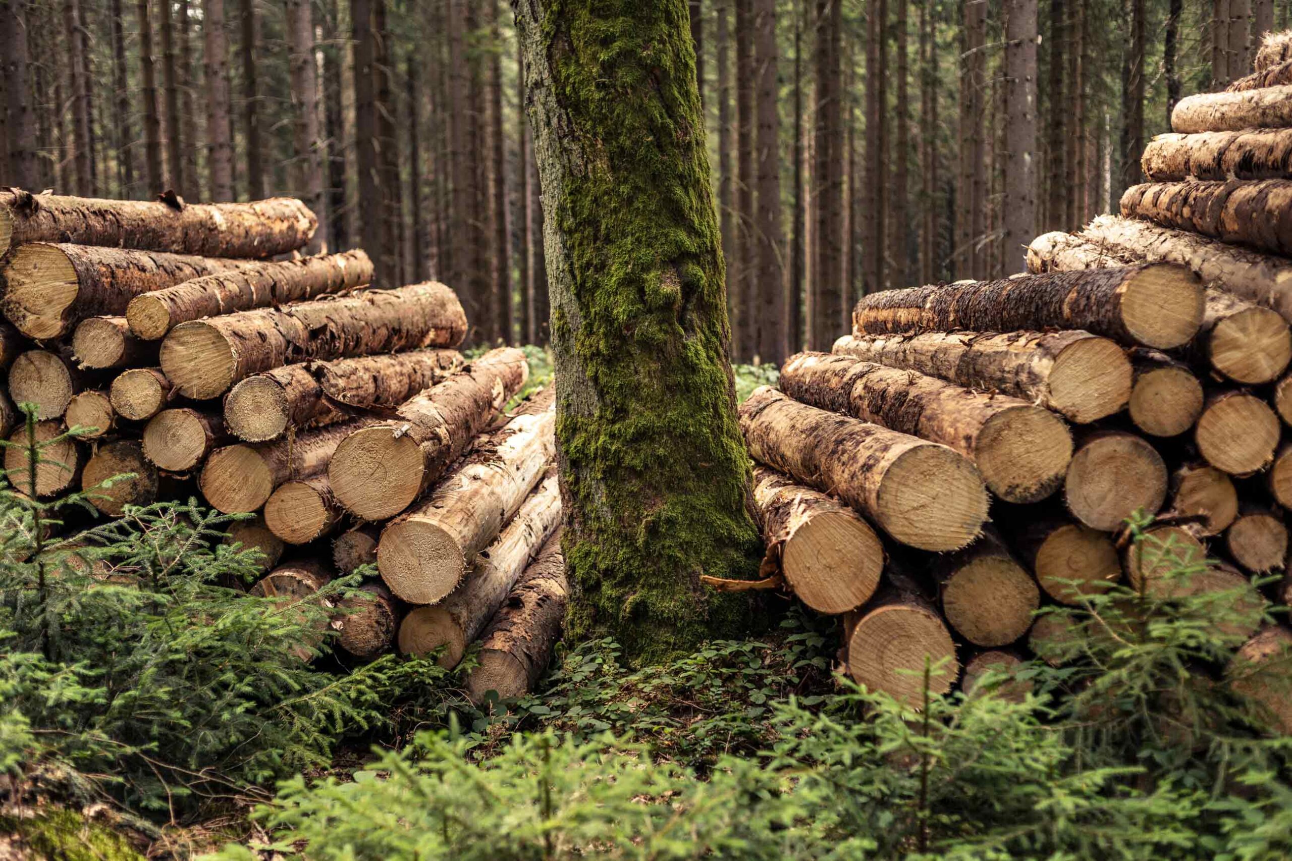 Im Wald geschlichtetes Holz